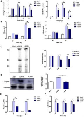 rt269I Type of Hepatitis B Virus (HBV) Leads to HBV e Antigen Negative Infections and Liver Disease Progression via Mitochondrial Stress Mediated Type I Interferon Production in Chronic Patients With Genotype C Infections